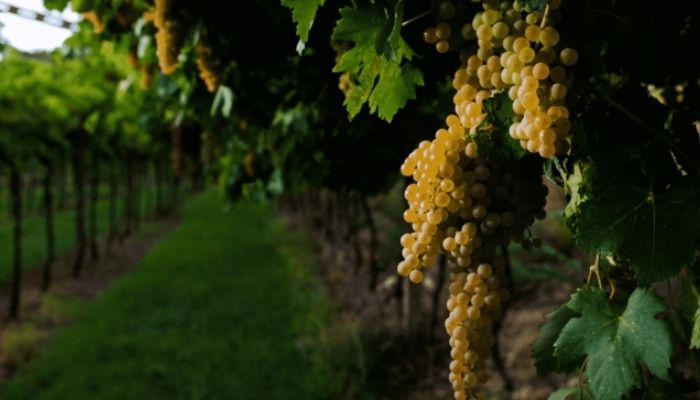 Lugana Wines Turbiana grape variety