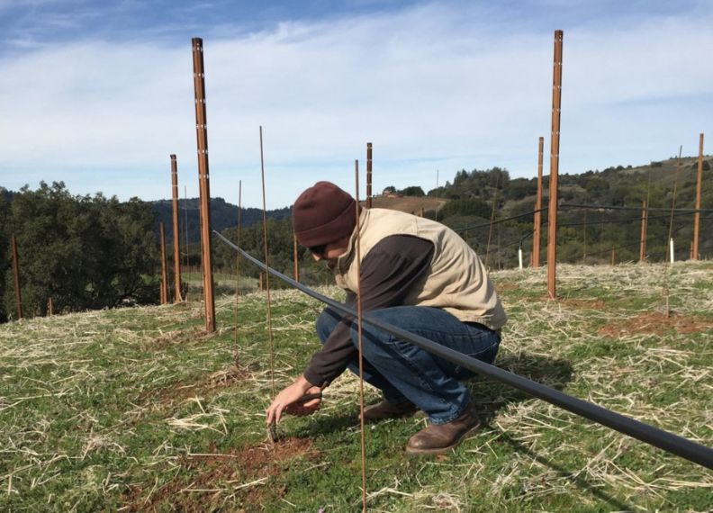 Pruning of Mother Vines