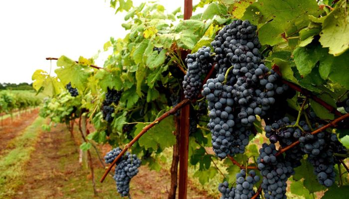 Lambrusco Grapes