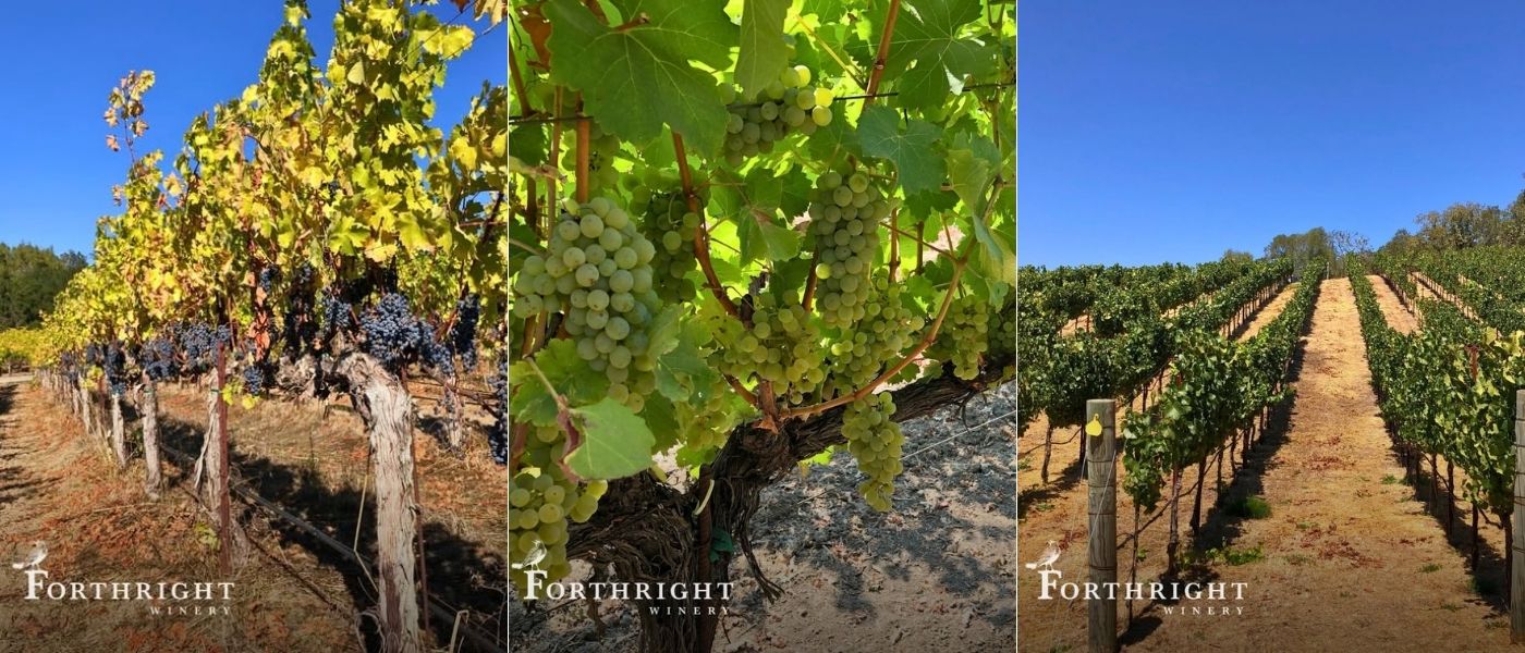 Napa California