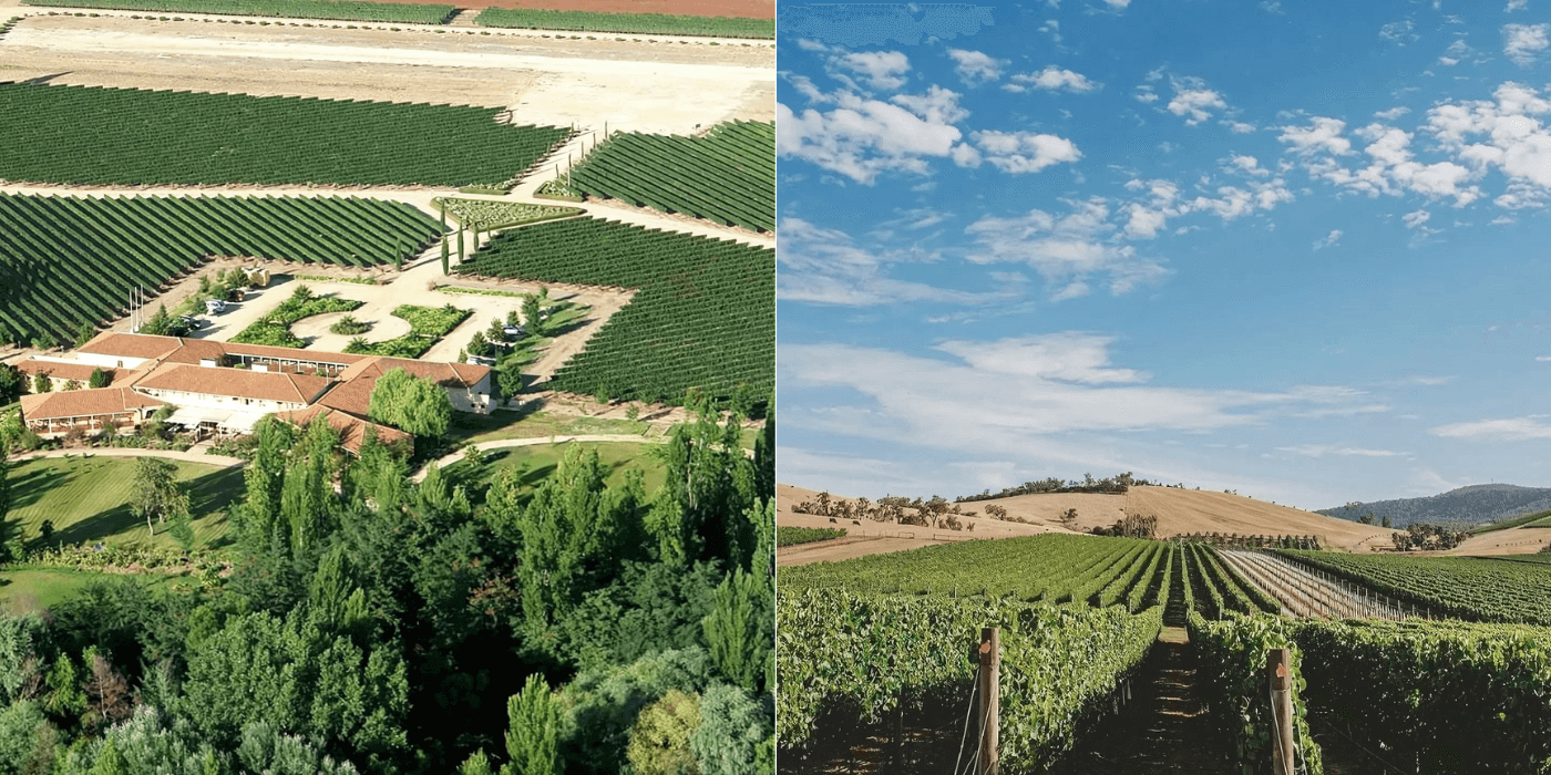 The vineyards at La Playa