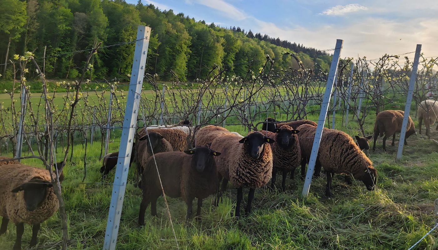 Jura sheep