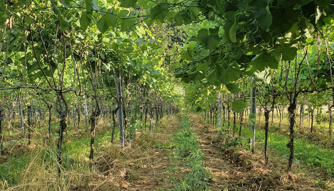 Weingut Klenert