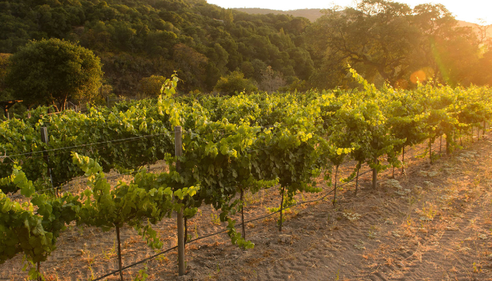 Vineyard in Monterey County