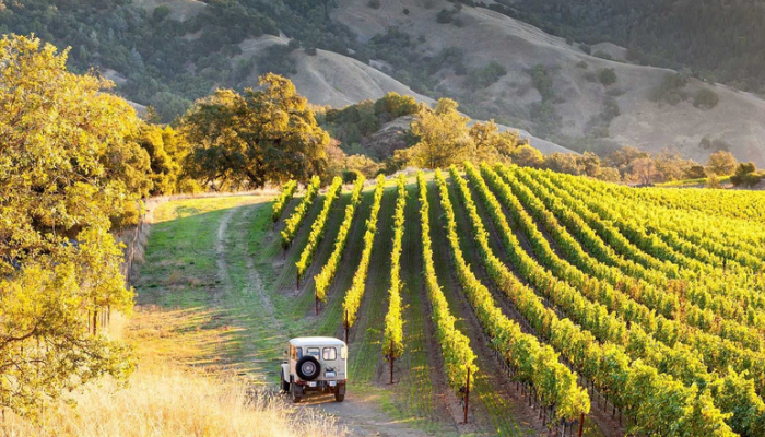 A Sonoma County Vineyard