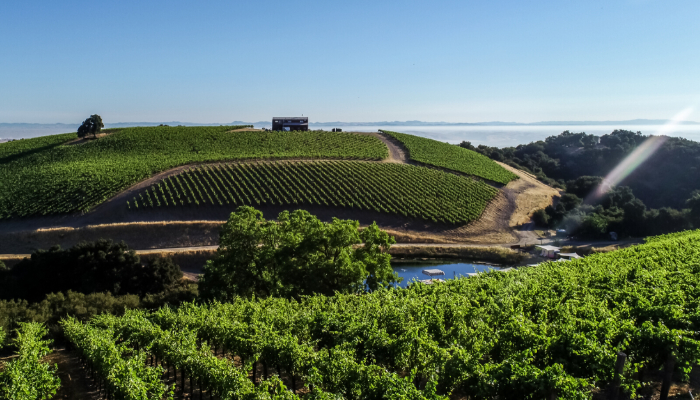 A Paso Robles Vineyard