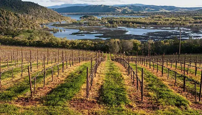 A Lake County Vineyard