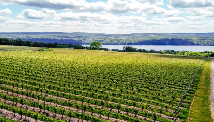 A Finger Lakes Vineyard