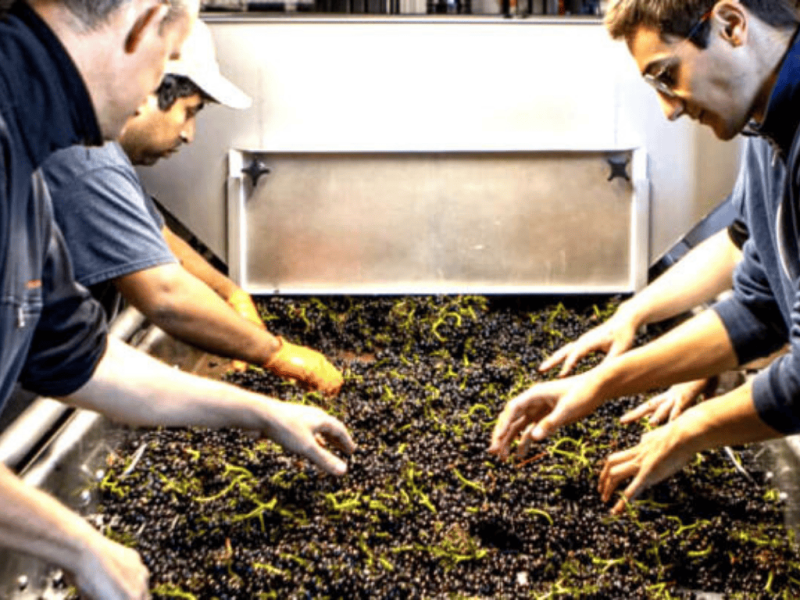 Photo for: Three Sticks’ Sonoma pinot takes top honors at USA Wine Ratings